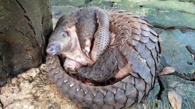 Cette maman pangolin et son bébé sont à la fois bizarres et adorables