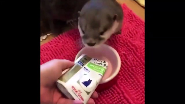 Quoi de plus adorable que cette petite loutre qui mange