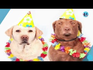 Día mundial de los animales