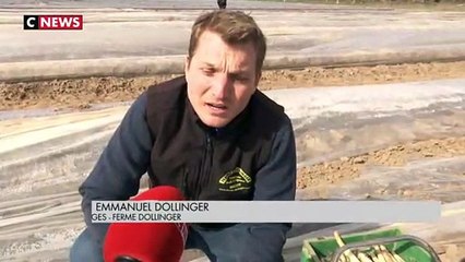 Alsace : la récolte des asperges en avance cette année