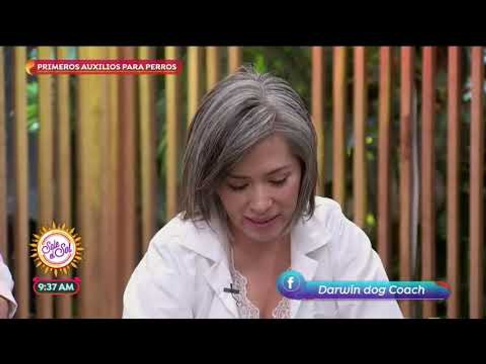 Primeros auxilios para perros | Sale el Sol