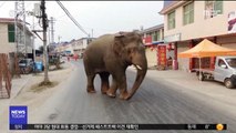 [이 시각 세계] 중국 마을에 야생 코끼리 출몰