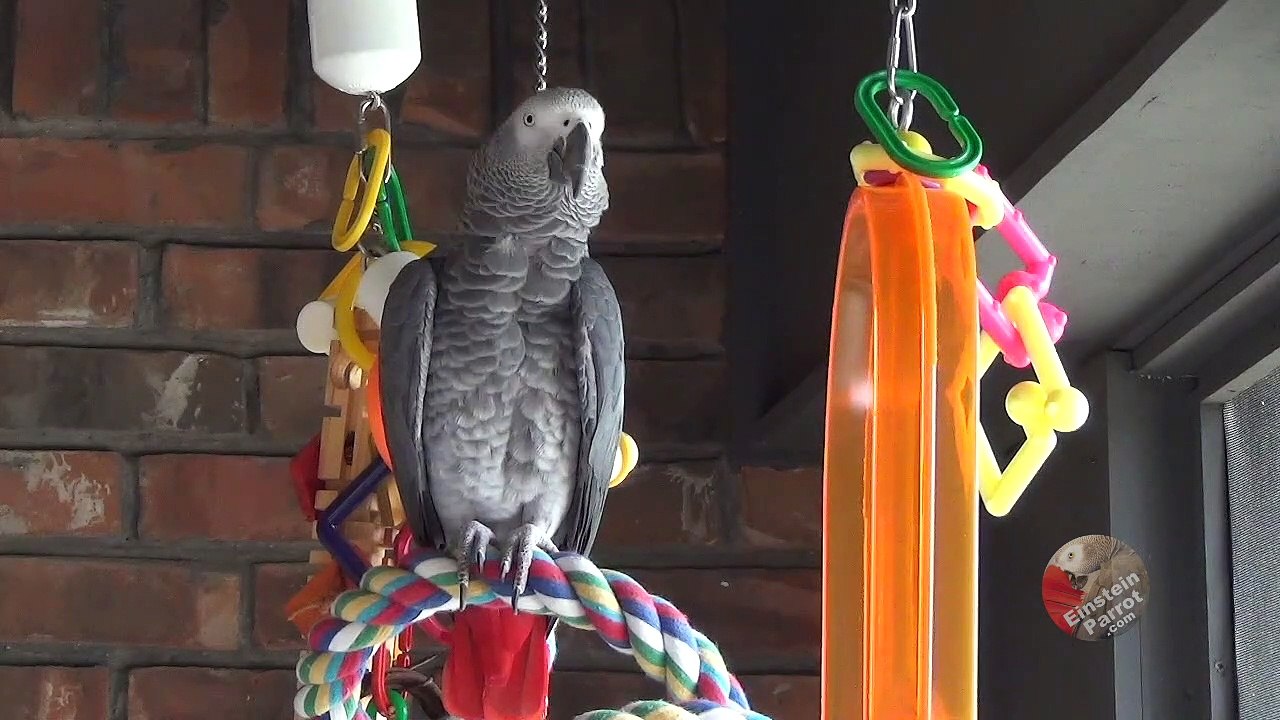 Parrot creates mash-ups of animal names