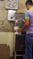 Cat Tries to Beg His Way Out of a Bath