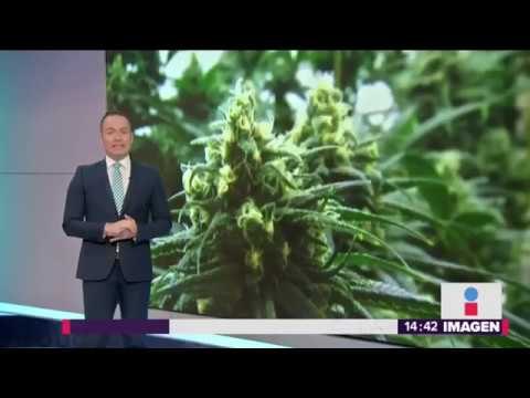Canadá se queda sin mariguana tras el primer día de venta legal | Noticias con Yuriria