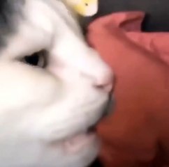 Cat gets High From smelling butt