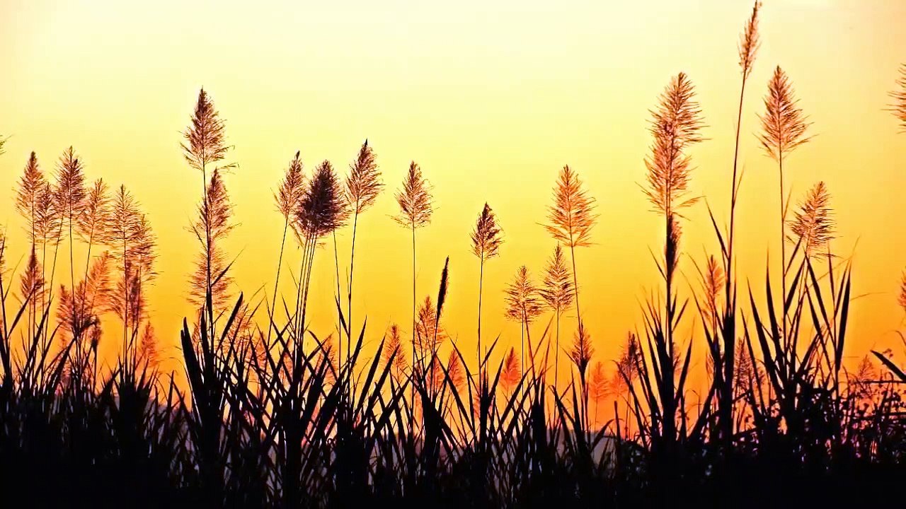 Sommeil de la Musique, de l'Apaisement, de la Musique pour le Soulagement du Stress, Musique de Relaxation, 30 Minutes de Sommeil de la Musique, 131 G