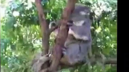 블랙잭카운팅ミ♬れ♡レ☜ワ▶【ＴＴＳ３３２、coM】■슬롯게임