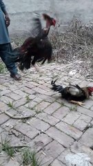 آل پنجاب مرغ ایسوسی ایشن کی جانب سے مرغ دانگل