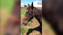 Situação de cavalo 'abandonado' e amarrado em terreno gera preocupação