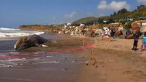 شاهد: حوت نافق طوله 12 مترا على شاطئ ماليبو الشهير