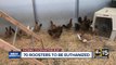 70 roosters to be euthanized after cockfighting bust