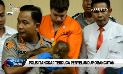 Selundupkan Orang Utan, WNA Asal Rusia Ini Ditangkap Petugas Bandara
