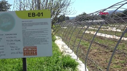 Muğla Kuşkonmaz Üretiminde 'İyi Tarım' Sertifikası ile Büyük Mağazalara Girdi