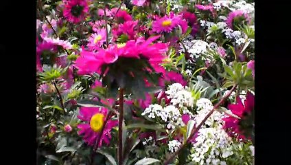 NATURE DRESSED IN WHITE,PINK AND MAUVE
