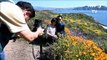 Californian desert blooms with wild flowers