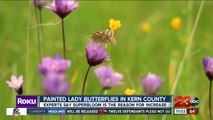Painted Lady Butterflies in Kern County