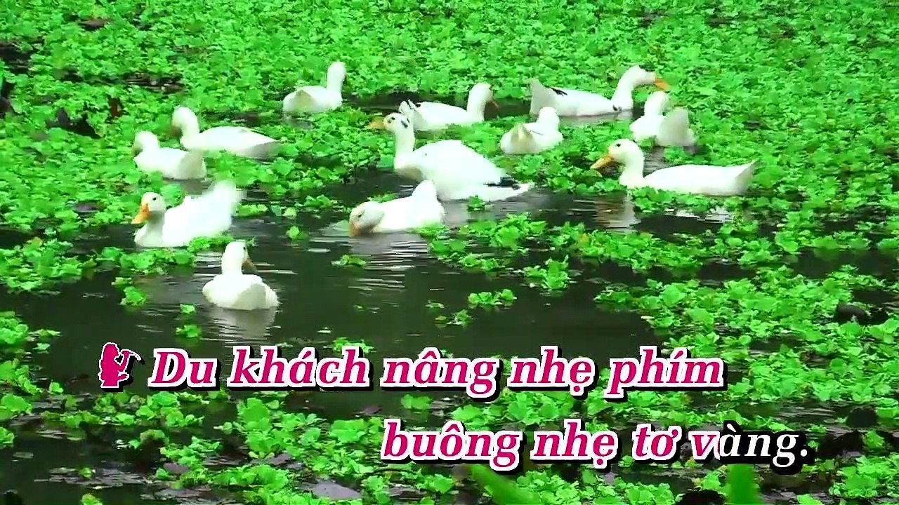BucHoaDongQue-ACnM-ThanhThao-kok