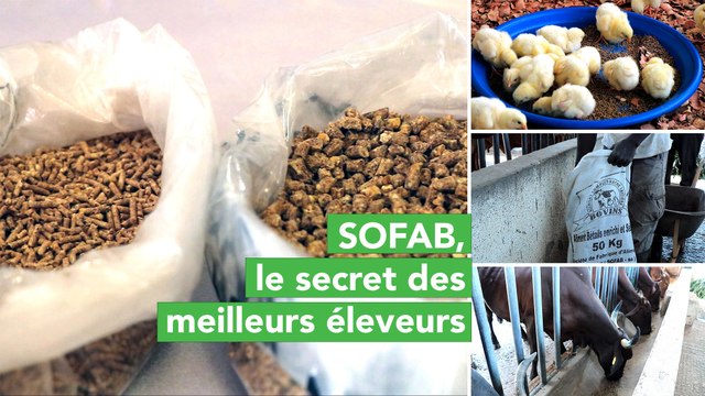 Burkina Faso : SOFAB, le secret des meilleurs éleveurs