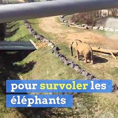 Visitez en avant-première le zoo de Beauval avec un téléphérique !