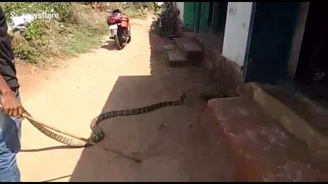 Rescuers surprised as king cobra found in house spits out monitor lizard