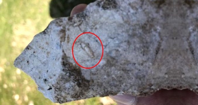 Jeofizik Mühendisi Cudi Dağı'nda Gezerken 12 Milyon Yıllık Fosil Buldu