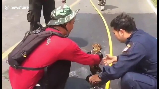 Charred puppies rescued from field fire after locals burn dead trees in Thailand