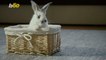 Simple DIY Easter Basket Ideas Worth Putting All Your Eggs Into