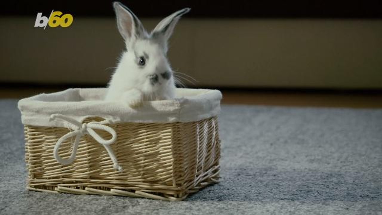 Simple DIY Easter Basket Ideas Worth Putting All Your Eggs Into