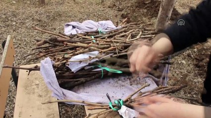 'Doğu'nun Çukurovası' üzümlerine kavuşuyor - IĞDIR