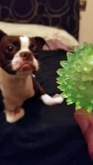 my boston terrier is obsessed with her toy ball