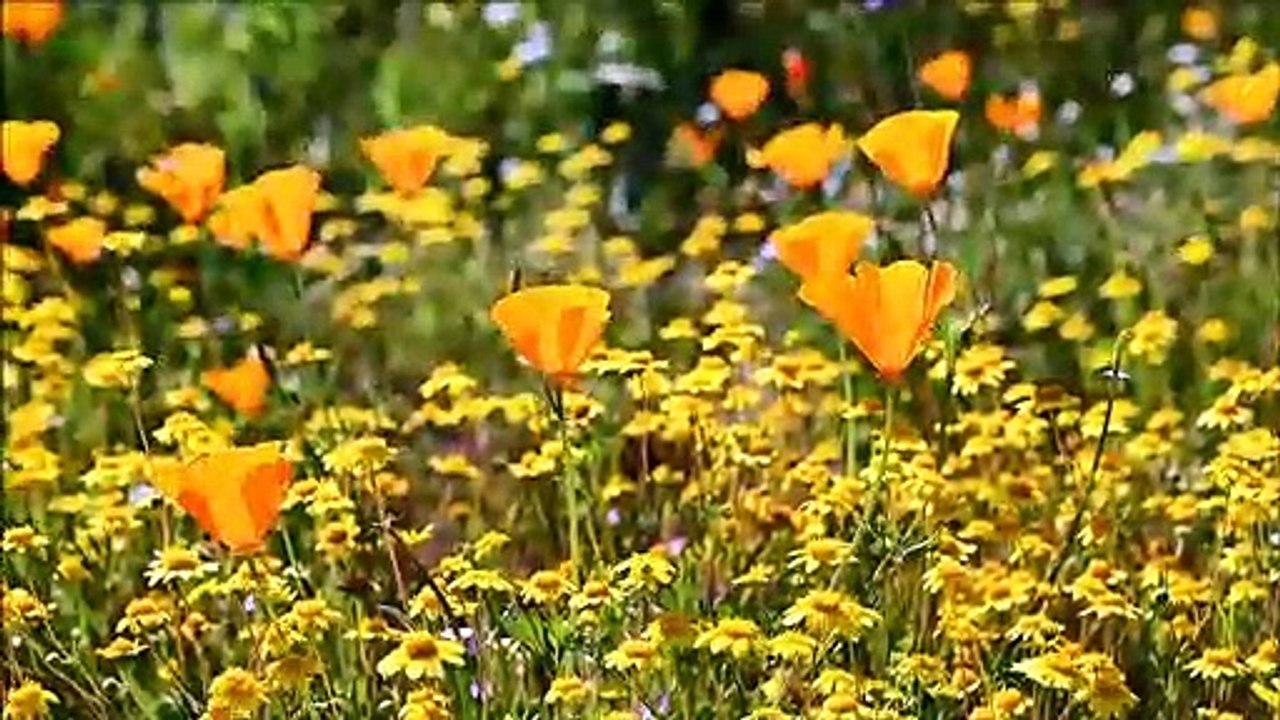 "Superbloom" en Californie : un désert couvert...