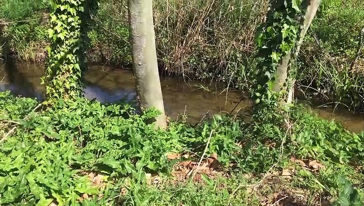 A Natureza e a tranquilidade- vamos caminhar!