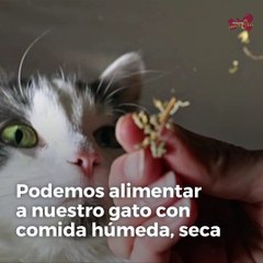 Cómo darle una alimentación seca-húmeda al gato