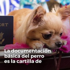 Cartilla de vacunación y pasaporte para el perro