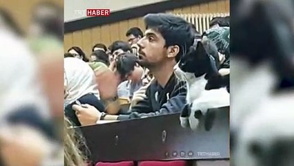 İstanbul Üniversitesi Tıp Fakültesinin "eğitimli" kedisi