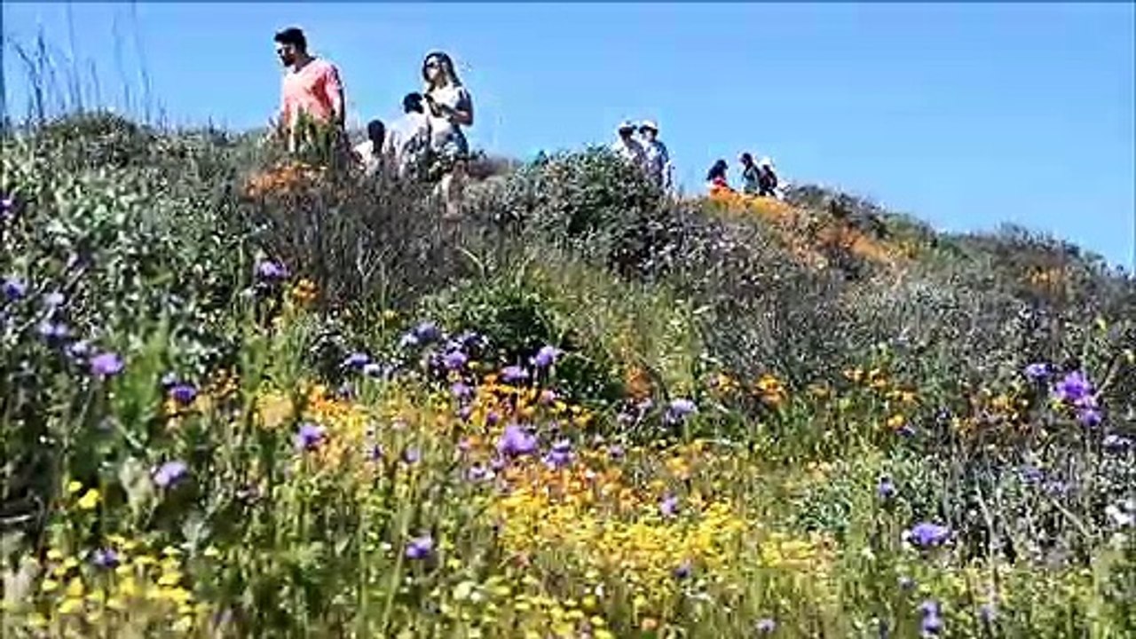 Kalifornische Wüste in voller Blüte