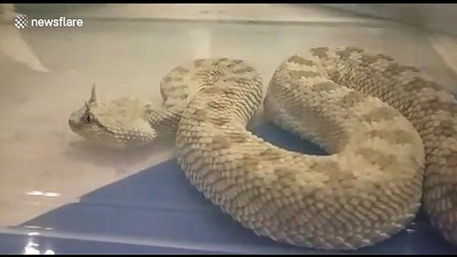Horned pitviper among rare reptiles seized from smuggler's baggage at Indian airport