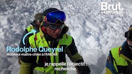 Les chiens d'avalanche, les héros de la montagne