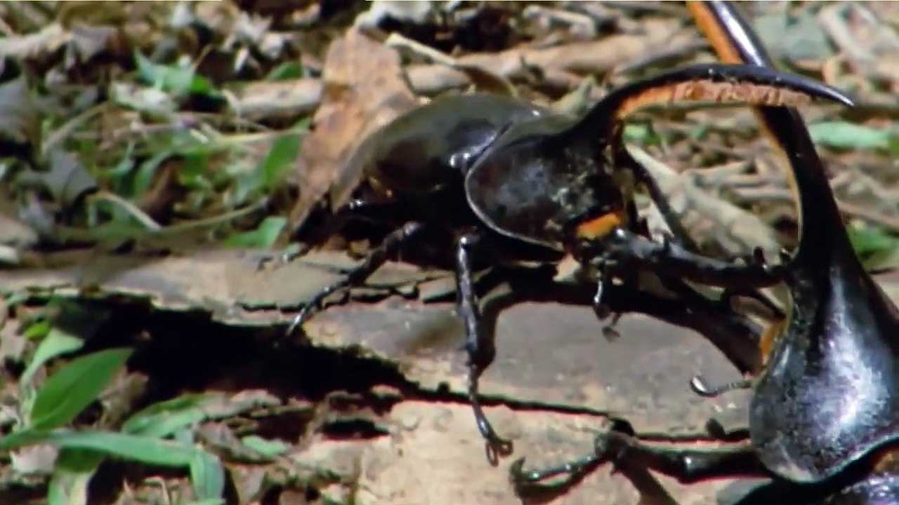 Confrontos De Besouros-Hércules, Rinocerontes, Veados