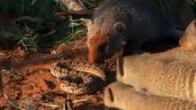 Mangustos Atacam Cascavel