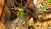 Tigre Em Excelente Cacada A Antílopes