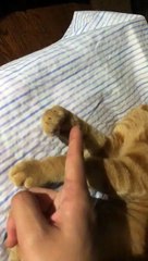 The right hand:you dare to touch me.Go to hell.The left hand:well,you won't want to do this!