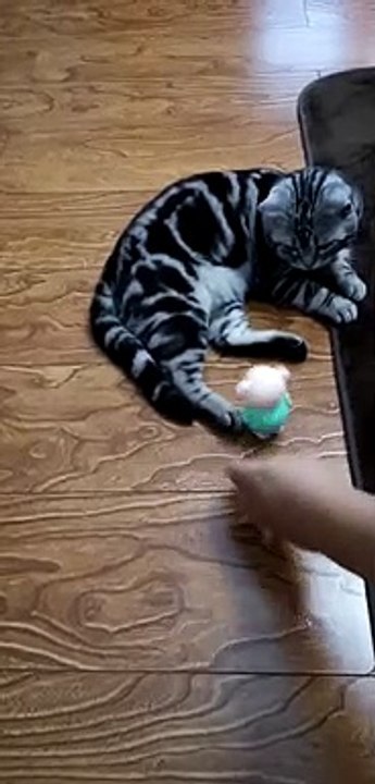 Never touch my tail,piggy