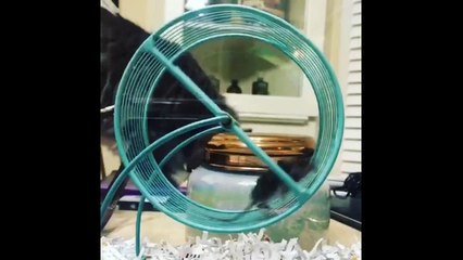 Wild mouse can't quite get around how to use a running wheel