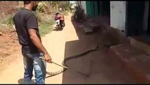 Rescuers surprised as king cobra found in house spits out monitor lizard