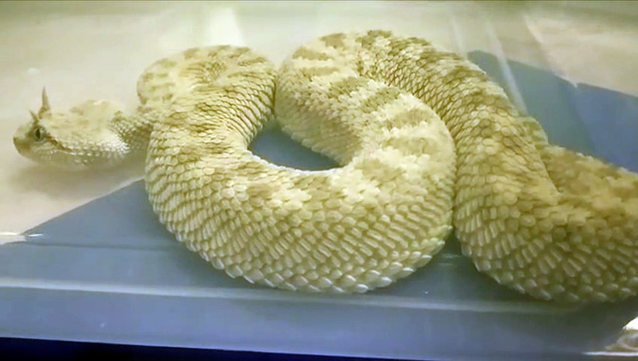 Horned pitviper among rare reptiles seized from smuggler's baggage at Indian airport