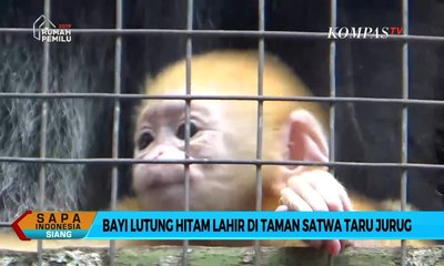 Bayi Lutung Hitam Lahir di Taman Satwa Taru Jurug, Solo