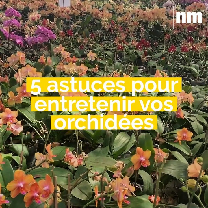 Vous aussi devenez incollables sur l'entretien des orchidées, comme les abonnés du Groupe Nice-Matin