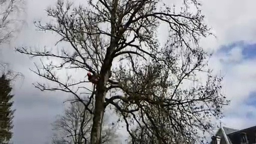 Contrexéville : un arbre tombe sur les courts de tennis